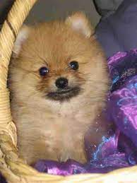 Kusa Registered Pomeranian Puppies In South Africa Toy Pom