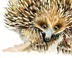 Australian Native Animals Art Prints Set Of 6 Koala Kangaroo Echidna Emu Platypus Wombat Nursery Decor Watercolour Paintings Home Decor Australian Native Animals Animal Art Prints Animal Art