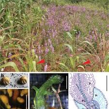 Image result for Striga chrysantha