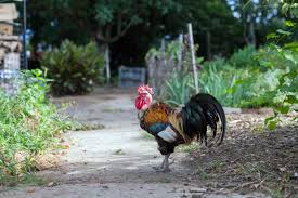 Have 35 week old pure rhode island red pullet chicks. How To Tell A Rooster From A Hen Hgtv