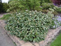 sneeuwbal viburnum davidii mijntuin org tuin struiken planten groenblijvende struiken