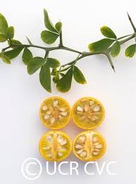 Image result for Citrus trifoliata