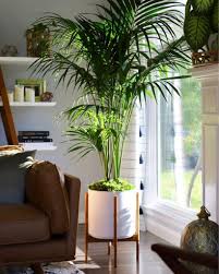 Bambù, una delle piante d'appartamento più alte. Piante Da Appartamento Le Mie 7 Preferite Debora Cosmai