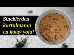 Mutfak Ve Banyodaki Siyah Sinekleri Yok Etme Yontemi Youtube