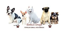 Shown below are ads available in. Barks In 15 Small Dog Breeds In India Best Small Dogs For Apartments