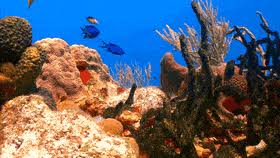 Now that you know what the various types of corals are, let us take a look at 15 best corals to grow in a reef tank. Best 2 Hours Of Stunning Aquarium Gifs Gfycat
