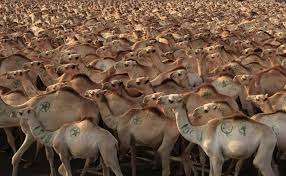 Partly because there is no tradition of ageing meat in. In Virus Hunt Saudi Arabia Suspects African Camel Imports Reuters