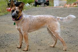 Check spelling or type a new query. Desktop Wallpapers Australian Cattle Dogs Animals 3897x2598