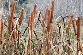 Image result for Typha