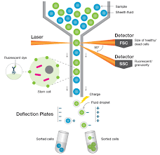 ( 1) sindh healthcare sdn bhd is based in malaysia. Benefits Of Fluorescence Activated Cell Sorting In Stem Cell Research Lsr Bio Rad