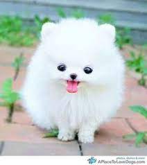 They are super fluffy and tiny. 19 White Teacup Pomeranian Puppies Ideas Puppies Teacup Pomeranian Pomeranian Puppy