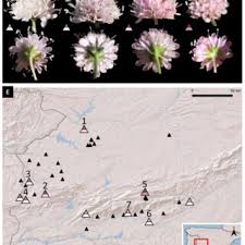 Image result for Liparis killmanniae