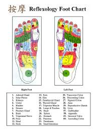 Free Foot Reflexology Charts 35 Free Printables Word Pdf