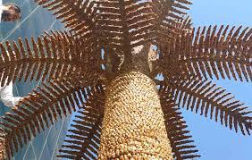 Check spelling or type a new query. Enormous Palm Tree Made Of Fruit Breaks Record At Saudi Marketing Conference Guinness World Records