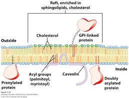 Nov 26, 2017 · lysosomes contain digestive juices which breaks down large cell parts and large molecules and helps in intracellular digestion. Why Is Prenatal Care Important Throughout Pregnancy Brainly