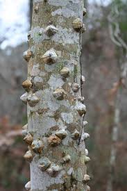 Table of contents why are thorny bushes necessary to defend my home? Phillip S Natural World 7 Trees That Attack