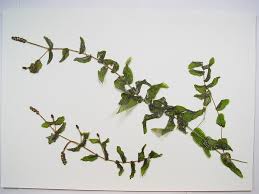 Image result for Potamogeton richardii