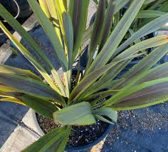 Image result for Phormium