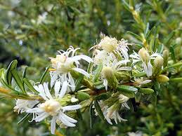 Image result for Oleandra distenta