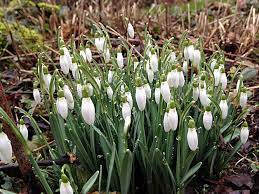 Vielfach wird eine wohnung durch ganze pflanzinseln mit hohen, bis zur decke wachsenden exemplaren eingerichtet. Gartenarbeiten Im Marz Native Plants