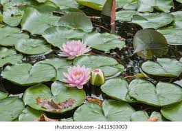 Image result for Nymphaeaceae
