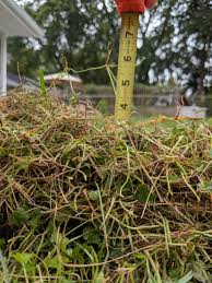 Rake the lawn by digging deep to rip and loosen the thatch. How To Dethatch Your Lawn Dengarden