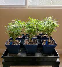 Another reason for their lack of popularity may be, mums are photoperiod plants. How To Create A Bonsai Mother For Unlimited Clones Grow Weed Easy