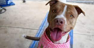 Maybe you would like to learn more about one of these? Animal Services Valentine S Day Adoption Event