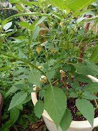 Sejenis pokok keluarga solanaceae cabang physalis. Buah Letup Kelambu In English