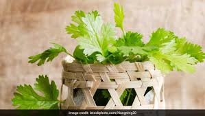 Check spelling or type a new query. How To Store Fresh Coriander 3 Expert Tips To Remember Ndtv Food