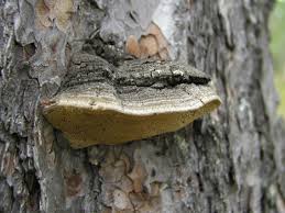 Image result for Phellinus pini