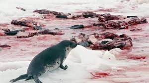 Petition Stop Killing Seal Babies In Canada And Greenland Change Org