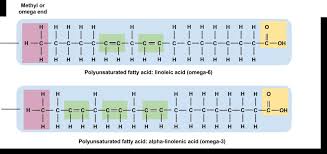 Image result for Fatty Acid