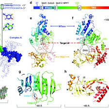 At taiping county, there was a tea center where people sent their tea product for commercial trade. Xiaodong Cheng S Research Works University Of Texas Md Anderson Cancer Center Texas Md Anderson And Other Places