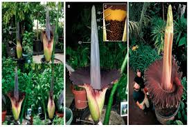 Image result for Rhynchosia tricuspidata