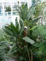 Image result for Strelitzia alba