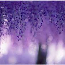 Wisteria Flowers Background Wallpaper Wisteria Flowers Background Wallpaper 1080p Wisteria F Flower Background Wallpaper Flower Backgrounds Wisteria Flowers