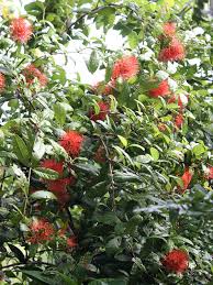 Image result for Combretum sp. A