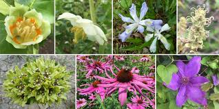 Angiosperms (Flowering Plants) - Digital Atlas of Ancient Life