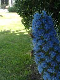Banco De Imagens Flor Azul Plantar Arvore Folha Arbusto Flora Gramado Evergreen Jardim Cobertura Do Solo Familia Da Grama Abeto 1536x2048 Mr Pixel 1453169 Imagens Gratuitas Pxhere