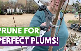 Image result for pruning plum trees