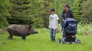 Haarige Kraftprotze Was Tun Wenn Ein Wildschwein Vor Dir Steht Welt