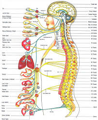 The Corposcindosis Model Corposcindosis Wiki Fandom