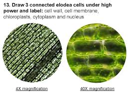 Maybe you would like to learn more about one of these? Lab Comparing Plant And Animal Cells Biology I