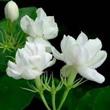 Tanaman melati putih mempunyai bunga kecil berwarna putih yang berbau sangat harum. Bibit Tanaman Melati Kampung Harum Pohon Bunga Melati Kampung Shopee Indonesia