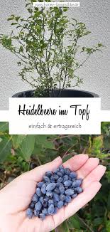 Heidelbeere Im Topf Halten Und Ernten Heidelbeeren Pflanzen Blaubeeren Pflanzen Heidelbeeren