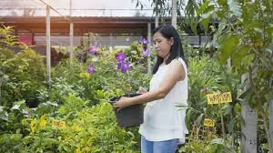 Maybe you would like to learn more about one of these? Greenhouse Gardening Fit Adult Woman Stock Footage Video 100 Royalty Free 27756277 Shutterstock