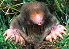 The eastern mole is the mole that creates surface tunnels all over the place. Facts About Moles Live Science