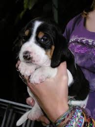 Image result for bernský honič