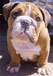U Mean The Weekend Is Over Funny Dog Pictures Cute Puppies Baby Dogs